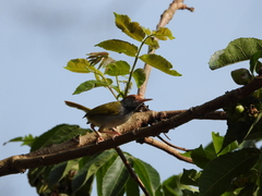 Orthotomus atrogularis