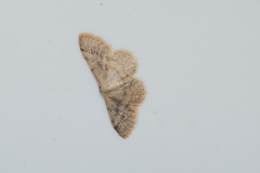 Idaea ptyonopoda