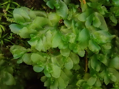 Fossombronia angulosa