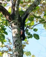 Callosciurus prevostii