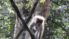 Macaca sinica