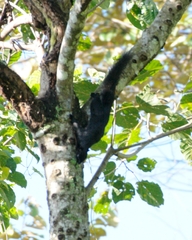 Callosciurus prevostii