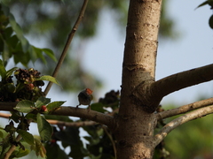 Orthotomus atrogularis