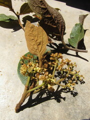 Ocotea pedicellata