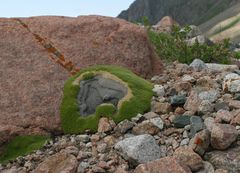 Thylacospermum caespitosum