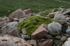 Thylacospermum caespitosum