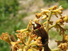 Ocotea pedicellata