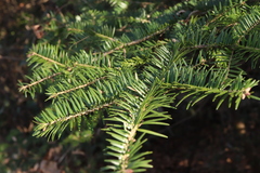 Abies firma