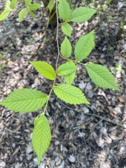 Ulmus americana floridana