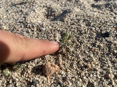 Eremocarya micrantha