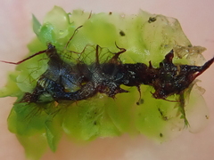 Fossombronia angulosa