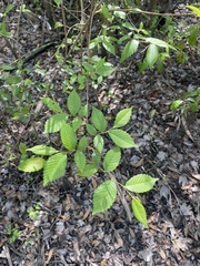 Ulmus americana floridana