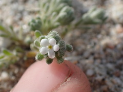 Eremocarya micrantha