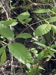 Ulmus americana floridana