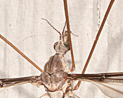 Tipula eluta