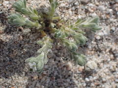 Eremocarya micrantha
