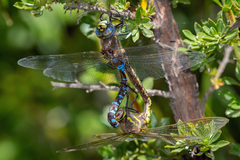 Rhionaeschna diffinis