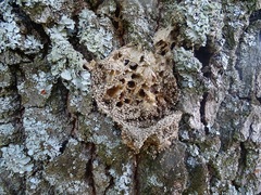 Thaumetopoea processionea