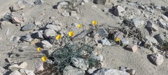 Eschscholzia papastillii