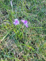 Crocus tommasinianus