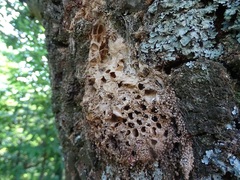 Thaumetopoea processionea