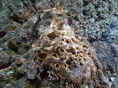 Thaumetopoea processionea