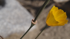 Eschscholzia papastillii