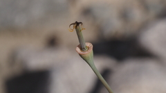 Eschscholzia papastillii