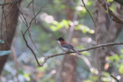 Hemixos castanonotus