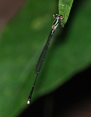 Elattoneura analis