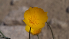 Eschscholzia papastillii