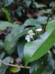 Leucomphalos callicarpus