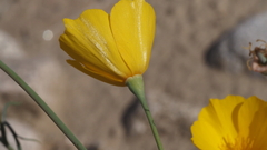 Eschscholzia papastillii