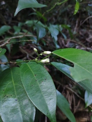 Leucomphalos callicarpus