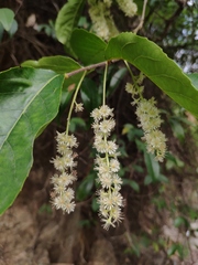 Homalium cochinchinense
