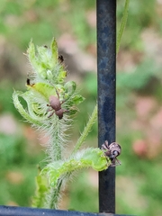 Metapocyrtus adspersus