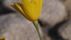Eschscholzia papastillii