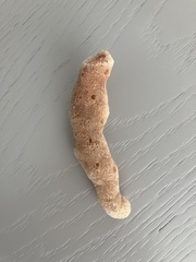 Amphimedon compressa