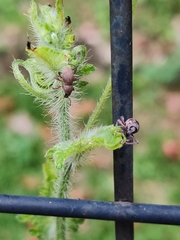 Metapocyrtus adspersus