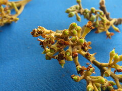 Ocotea pedicellata