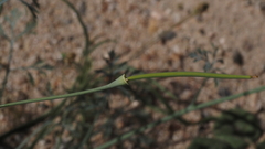 Eschscholzia papastillii
