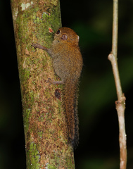 Exilisciurus exilis