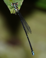 Elattoneura analis