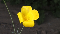 Eschscholzia papastillii