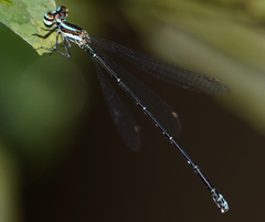 Elattoneura analis