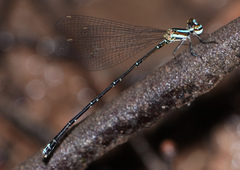 Elattoneura analis