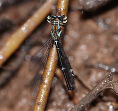 Elattoneura analis