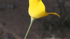 Eschscholzia papastillii