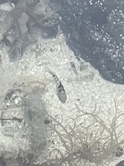 Abudefduf septemfasciatus