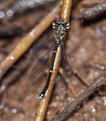 Elattoneura analis